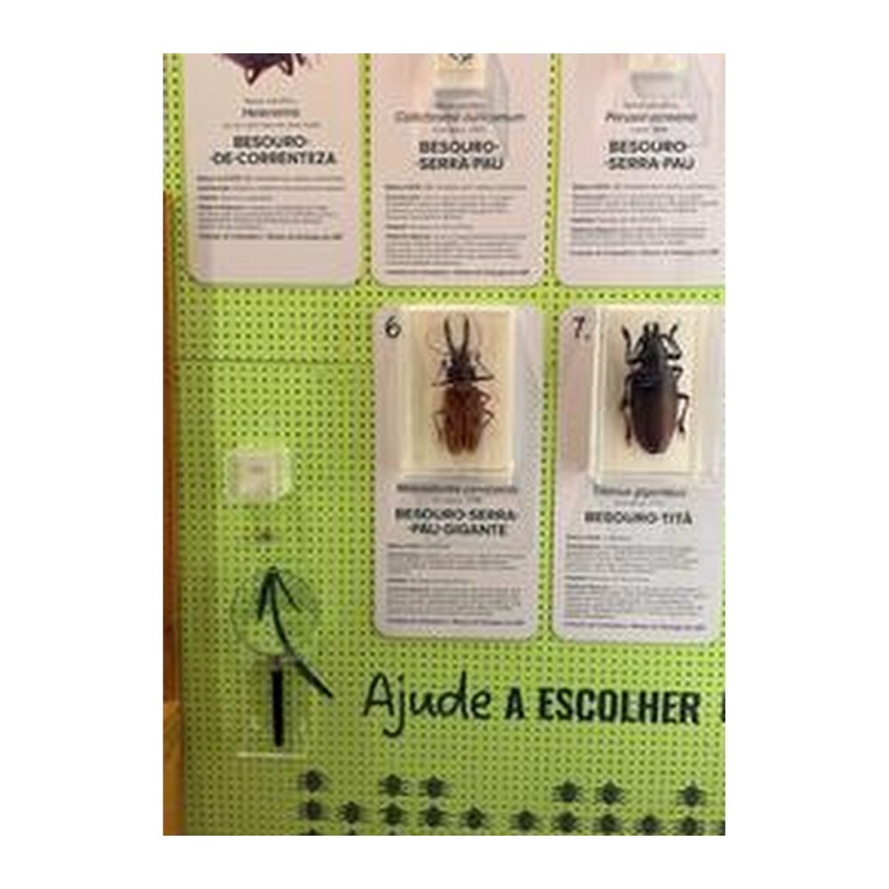 Módulo expositivo de entomologia