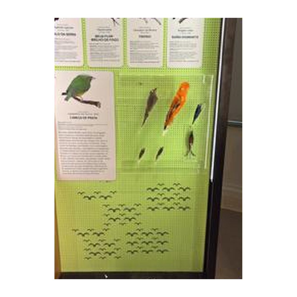 Painel expositivo de fauna